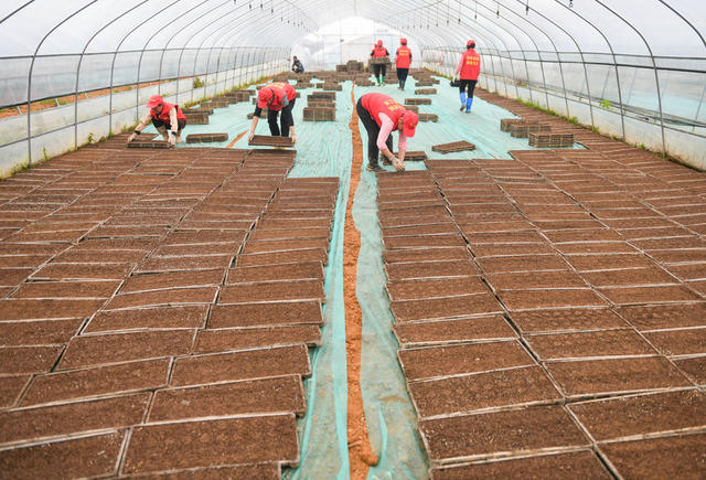 育秧
早稻
粮食生产
道县
春耕