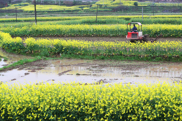 春耕  翻耕 育秧 大棚 春分