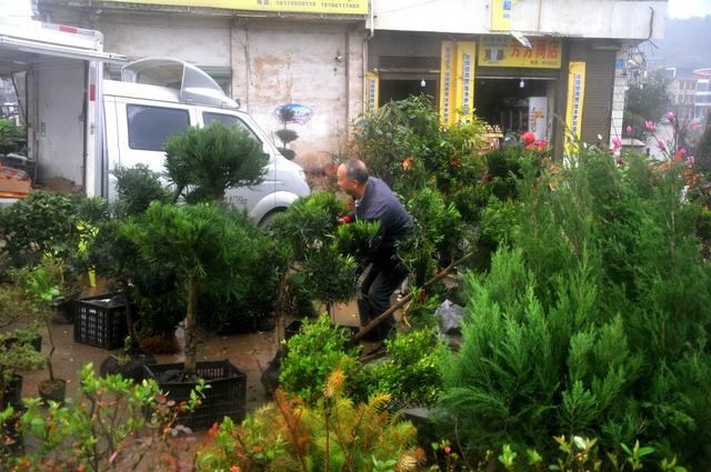 苗木 新宁 市场 俏销