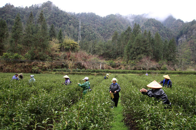湖南，湘西，节气，春分，采茶，春茶，茶农，繁忙