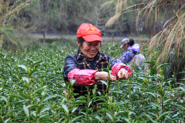 湖南，湘西，节气，春分，采茶，春茶，茶农，繁忙