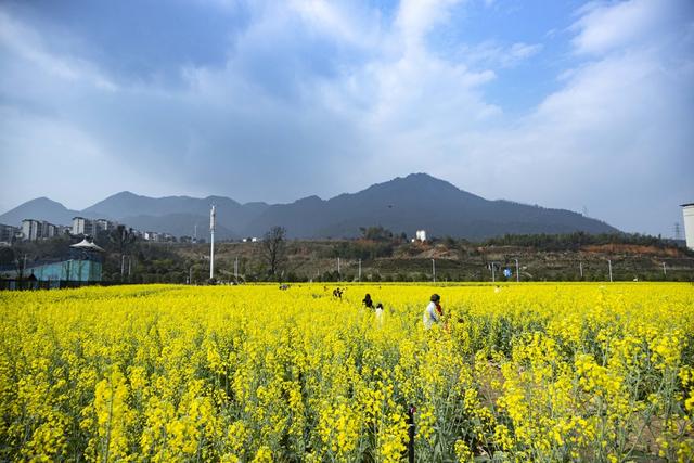 油菜花 东湖 长卷 苏仙 苏仙区 游客 风景 旅游 好玩 美景 好看 蓝天 植物 老爷爷