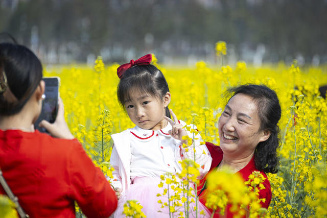 油菜花 东湖 长卷 苏仙 苏仙区 游客 风景 旅游 好玩 美景 好看 蓝天 植物 老爷爷