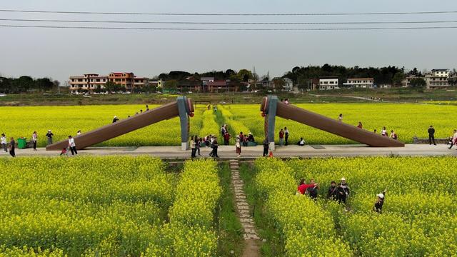 油菜花  游人