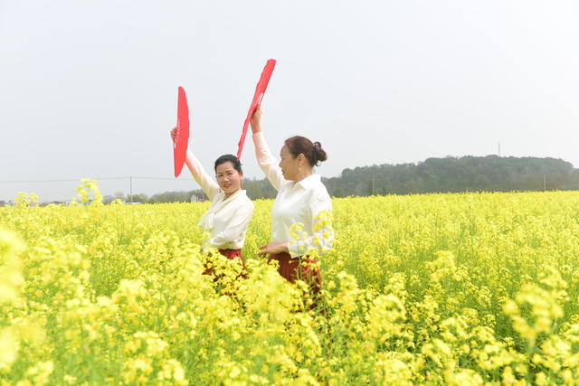 油菜花  游人