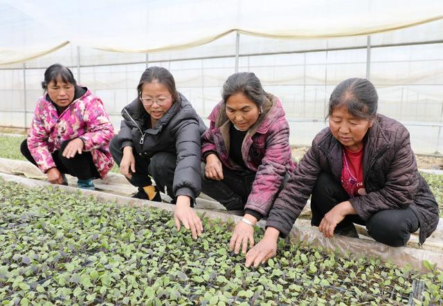  “土专家”传技忙  