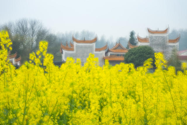 春天  浏阳河  雨季  油菜花  乡村  画