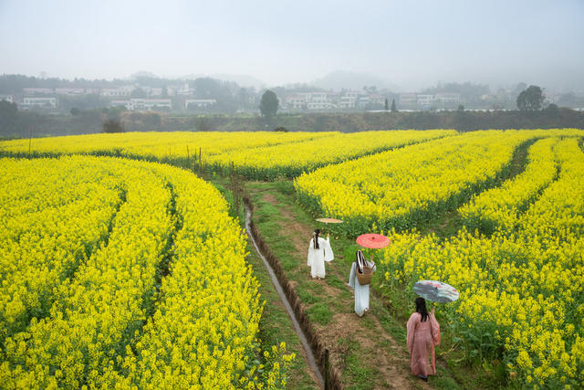 春天  浏阳河  雨季  油菜花  乡村  画