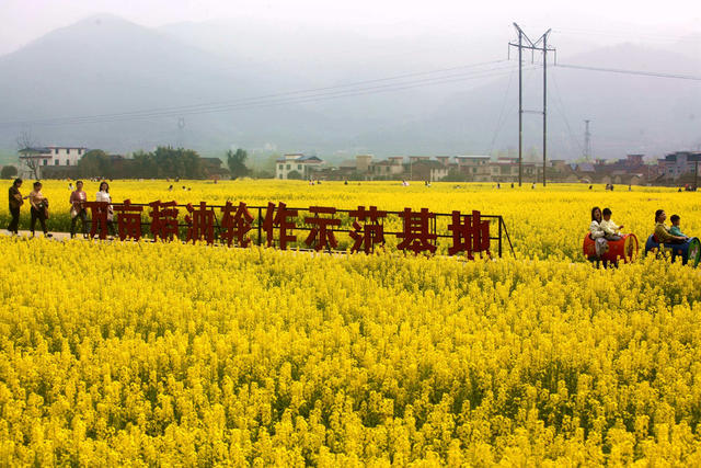 资兴*文旅*油菜花节