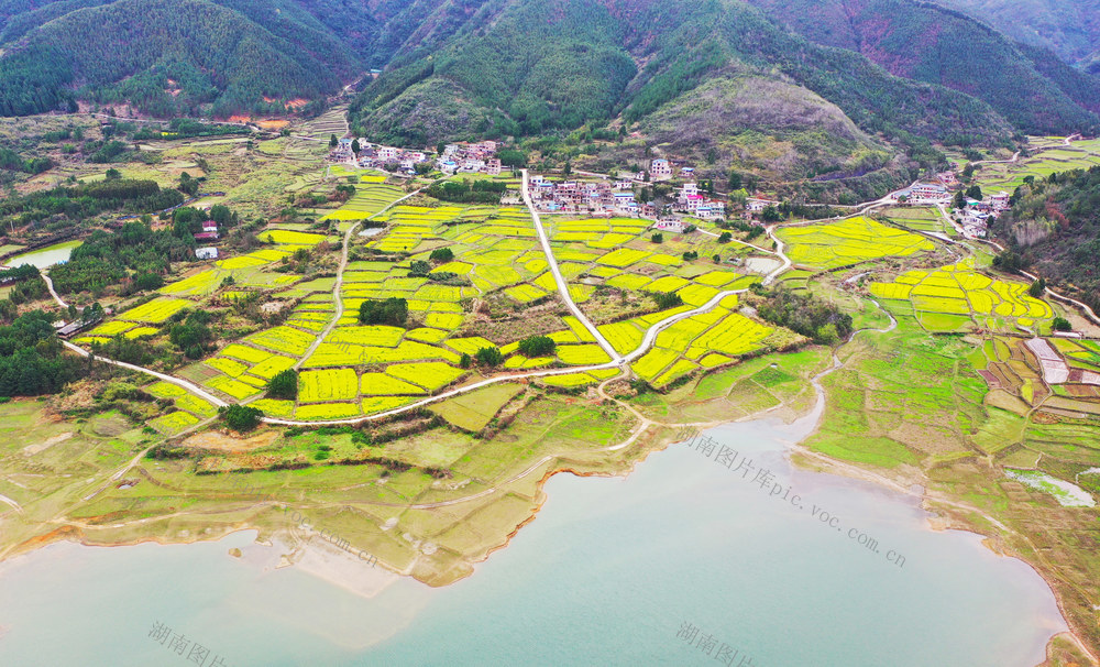 油菜花  春日  乡村  画卷