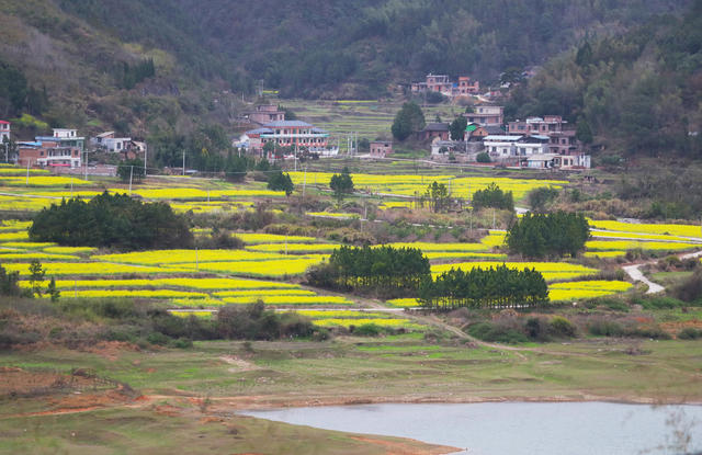 油菜花  春日  乡村  画卷