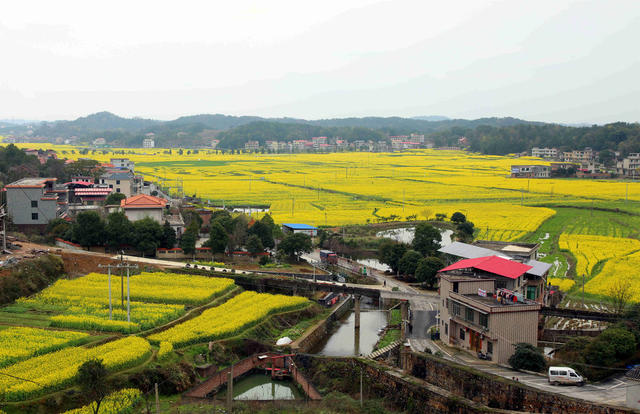 油菜花 旅游拍照