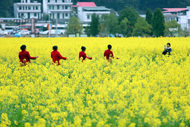 油菜花 旅游拍照