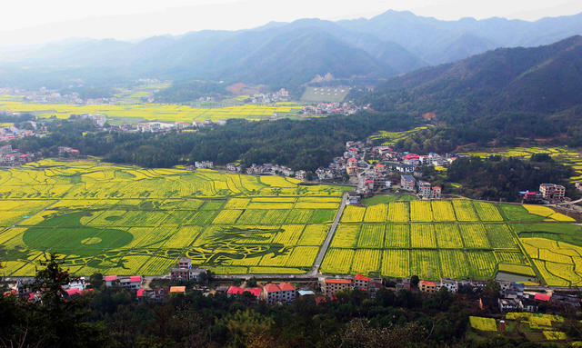 油菜花 旅游拍照