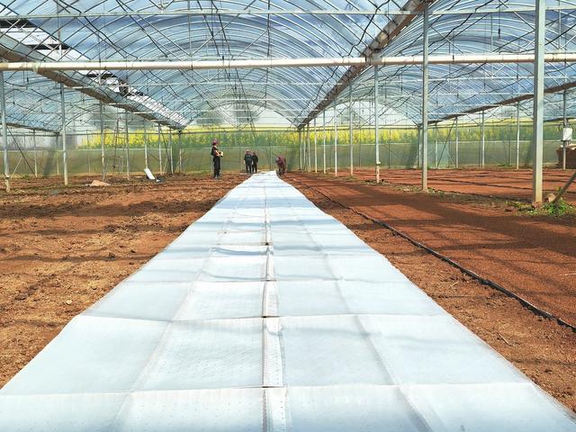 木塘垸 育秧 春耕 粮食