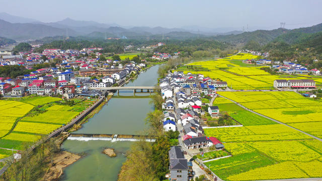 浏阳 油菜花
