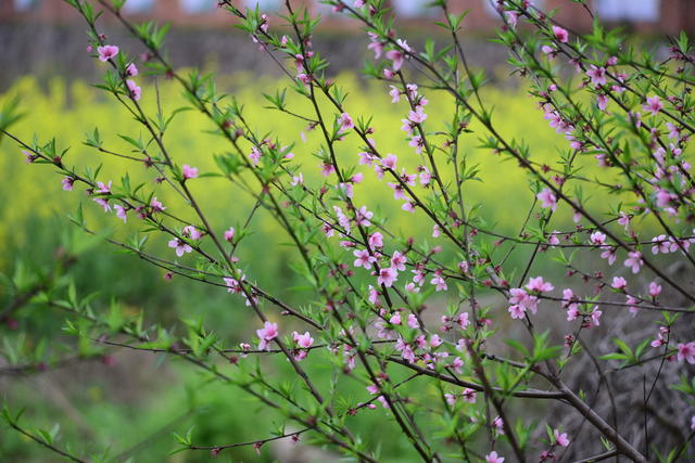 桃花红 菜花黄
