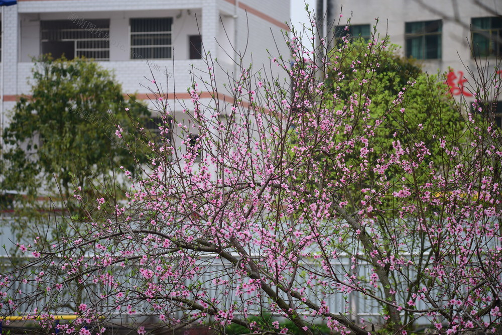 桃花红 菜花黄