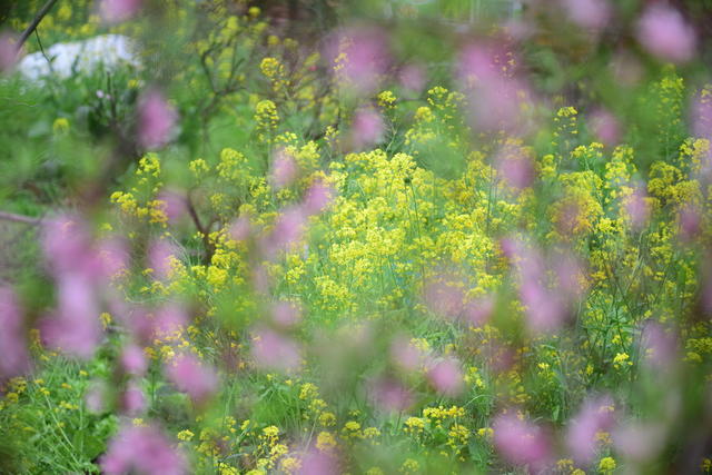 桃花红 菜花黄