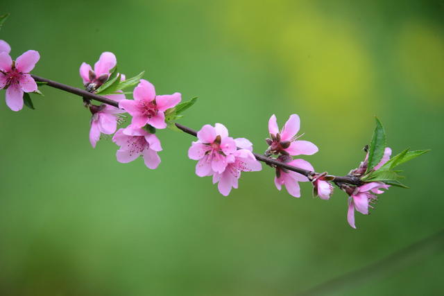 桃花红 菜花黄