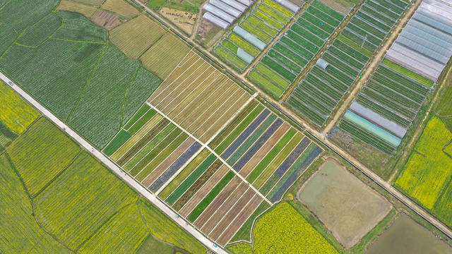 湖南 新田 菜地斑斓 织锦绣