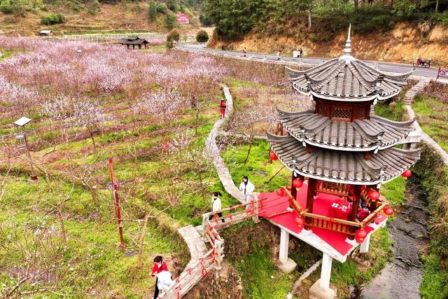 春天、桃花、乡村、旅游、游客