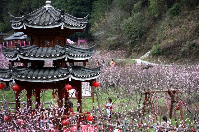 春天、桃花、乡村、旅游、游客