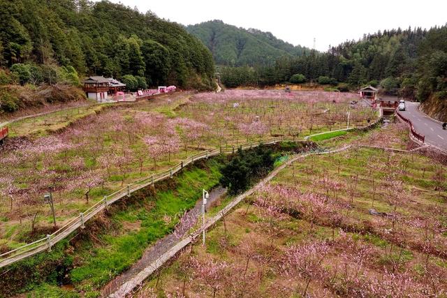 春天、桃花、乡村、旅游、游客