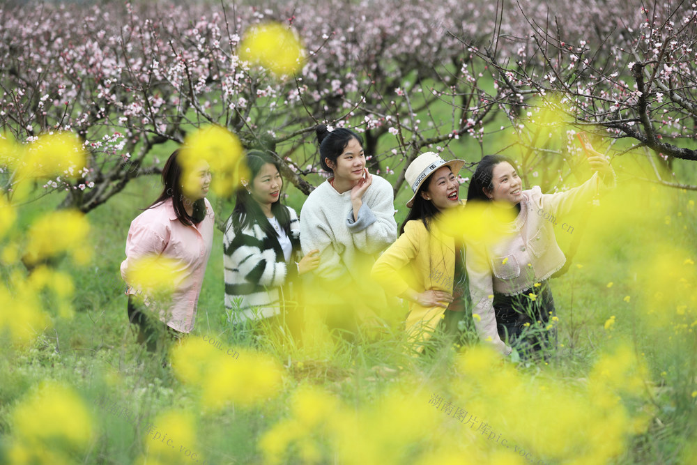 桃花 赏花