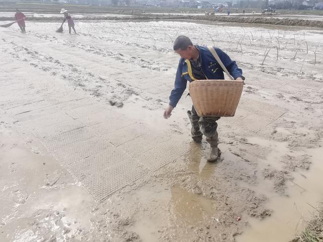 集中育秧  春耕备耕