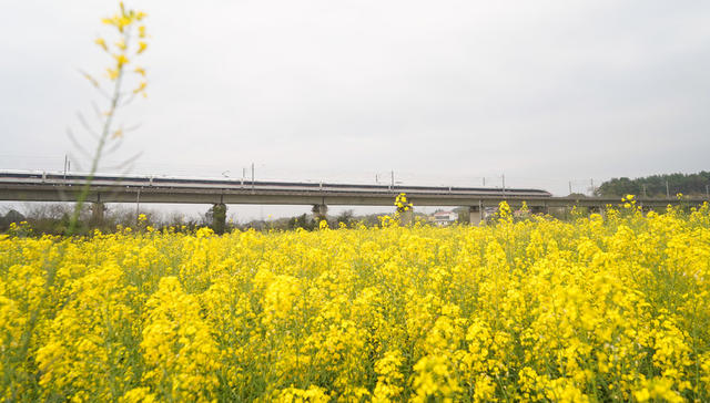 动车  列车  高铁  油菜花  田野  风景  旅游  自然 