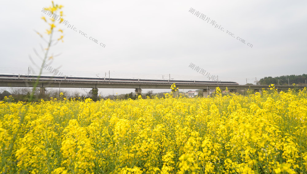 动车  列车  高铁  油菜花  田野  风景  旅游  自然 