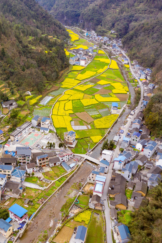 乡村  田园  油菜  湘西  吉首  农事 