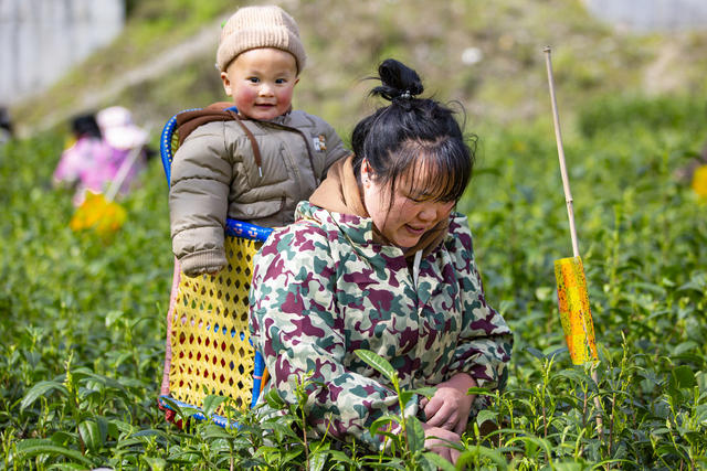 春茶 采茶