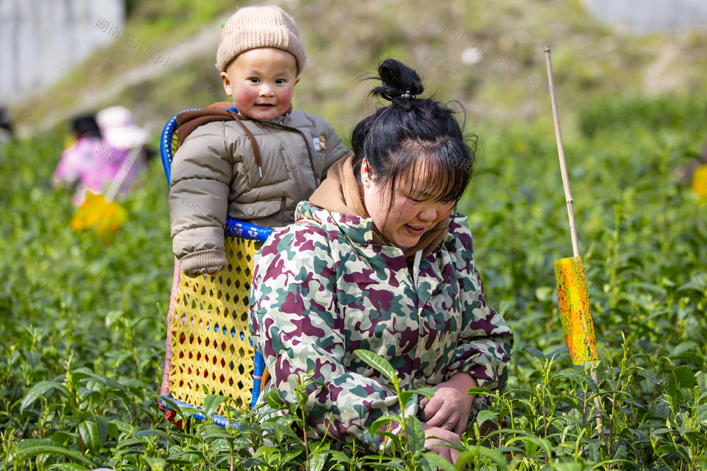 春茶 采茶