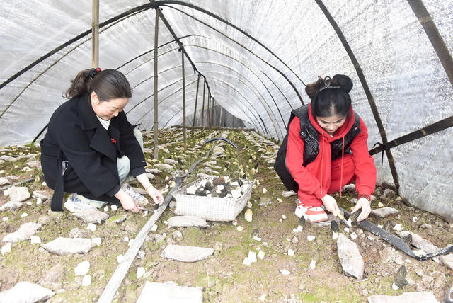 羊肚菌，采摘，增收致富