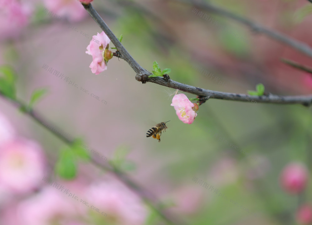 红叶桃、紫荆、海棠