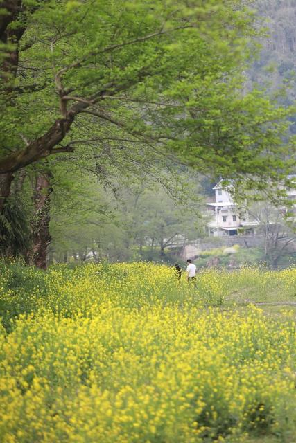 春光 土家族 湖南 湘西 苗族 人们 踏春 拍照 春分 赏花