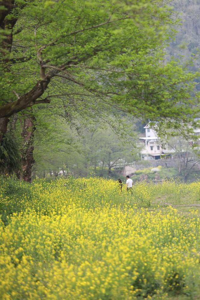 春光 土家族 湖南 湘西 苗族 人们 踏春 拍照 春分 赏花