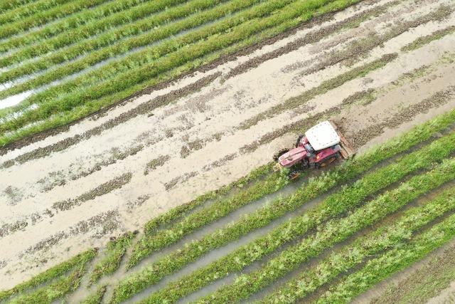 湖南 新田 绿肥田 翻耕忙