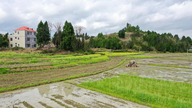 湖南 新田 绿肥田 翻耕忙