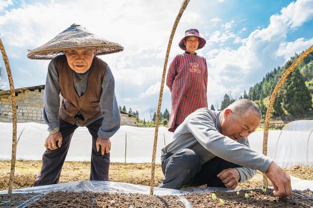 因地制宜  抢农时  育瓜苗