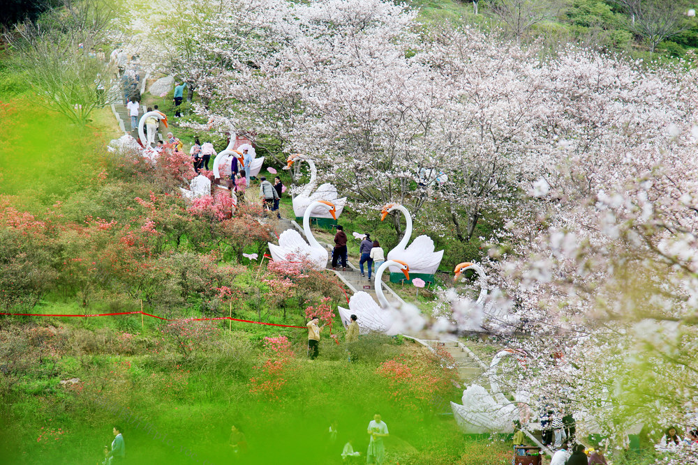 3月23日，长沙晚安文化园，樱花盛开，市民在樱花园赏花踏春，乐享春光。