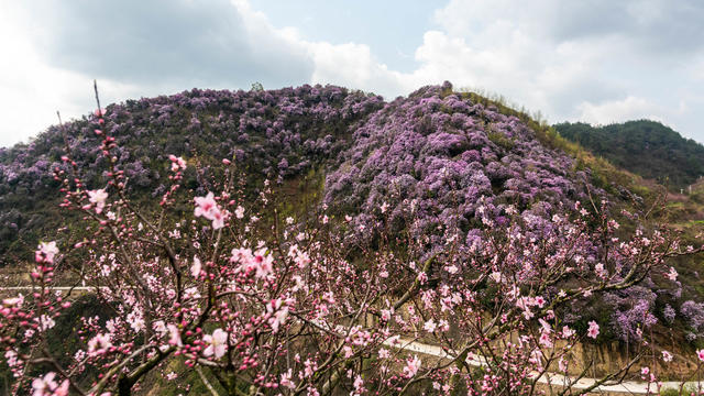 花海 盛开 待客来