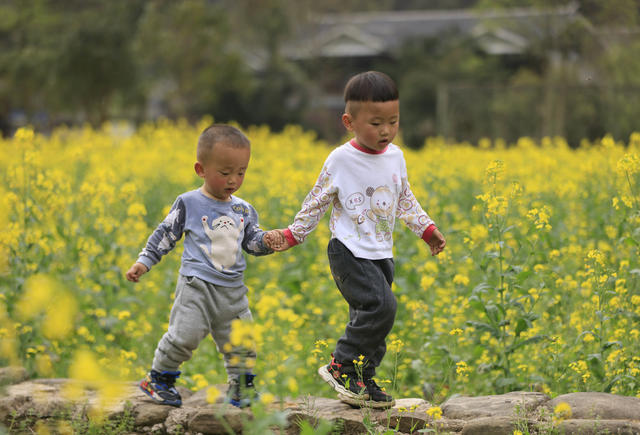 张家界 油菜花 黄龙洞 旅游 春色