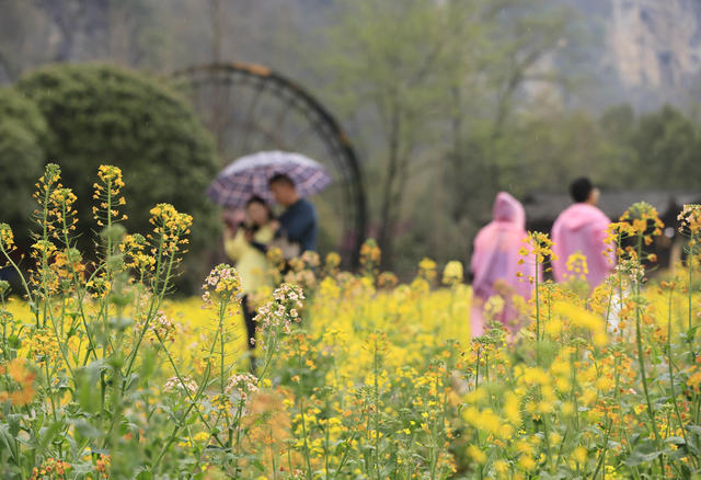 张家界 油菜花 黄龙洞 旅游 春色