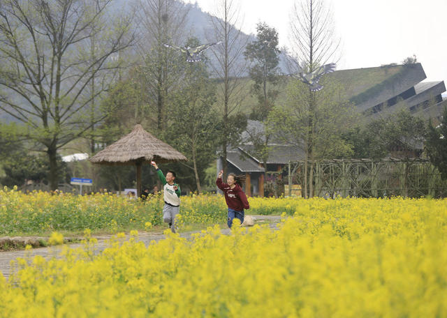 张家界 油菜花 黄龙洞 旅游 春色
