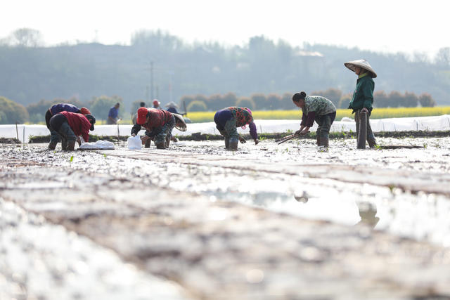 育秧 集中育秧 早稻