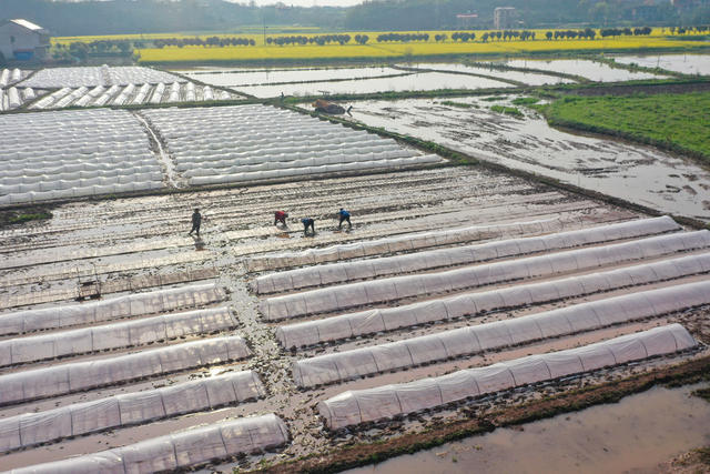 育秧 集中育秧 早稻