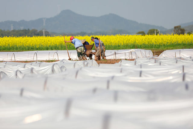 育秧 集中育秧 早稻